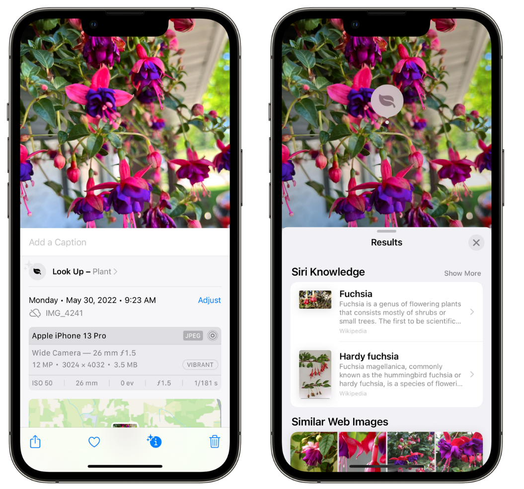 邕宁苹果手机维修分享小技巧：使用 iPhone 相机识别花卉植物 